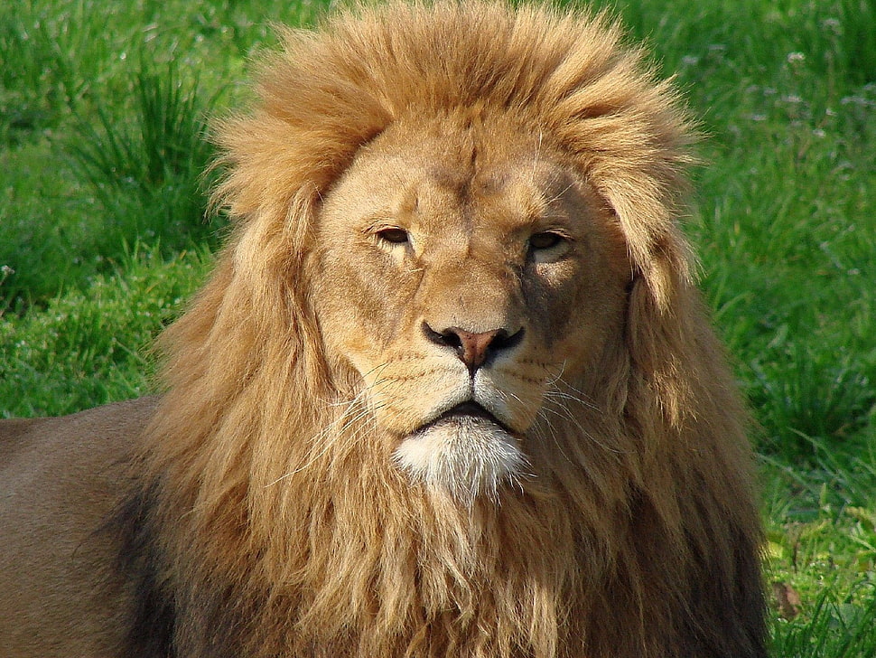 brown lion during daytime HD wallpaper