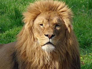 brown lion during daytime