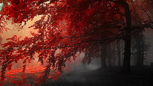 pink leaf trees with white fogs