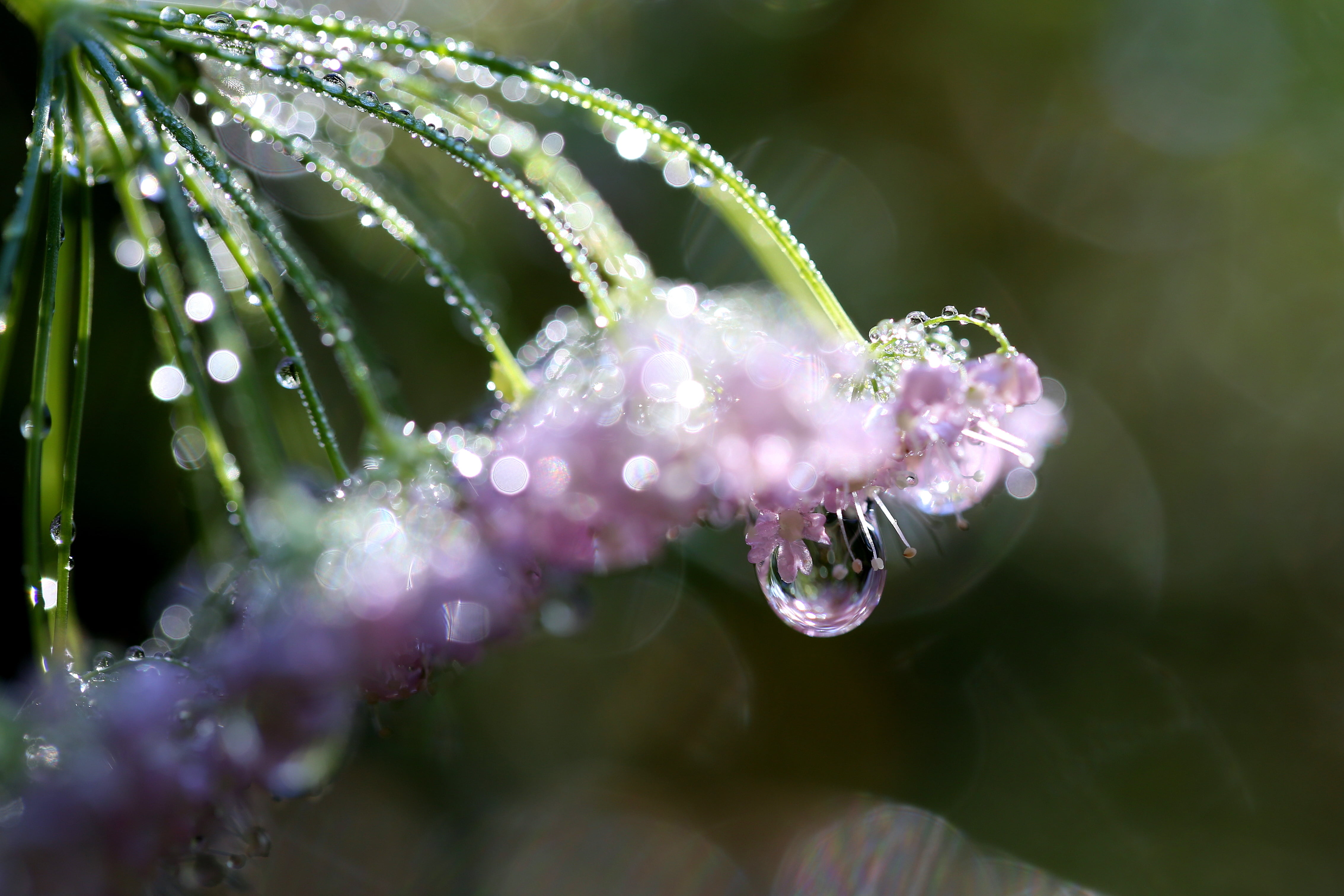 selective focus photo of purple petaled flowers