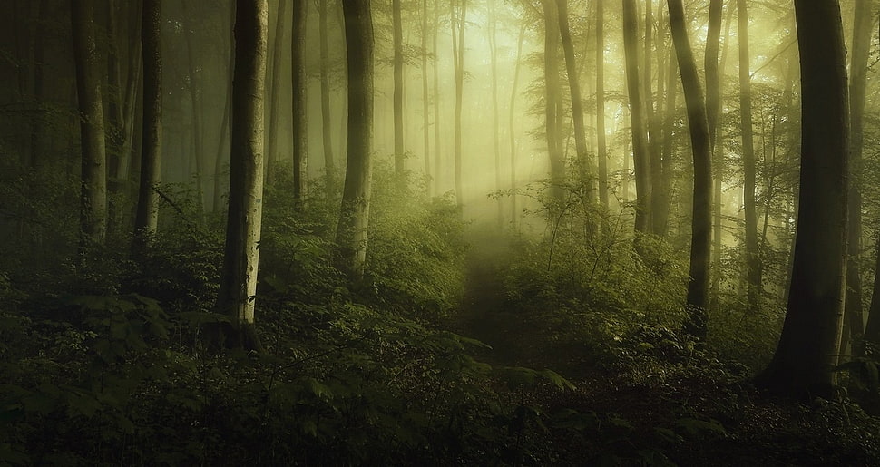 brown and black window curtain, mist, forest, shrubs, sun rays HD wallpaper