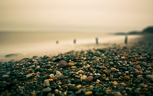 close up photography of pebbles on seashore during golden hour