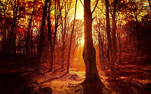 photo of forest during golden hour HD wallpaper