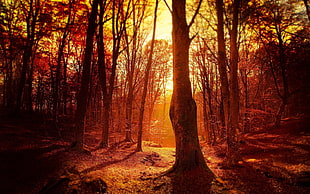 photo of forest during golden hour