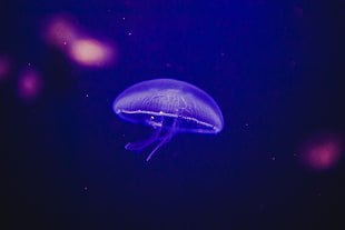 purple jellyfish, Jellyfish, Underwater world, Phosphorus HD wallpaper