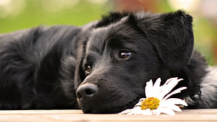 black Labrador Retriever puppy close-up photo during daytime HD wallpaper