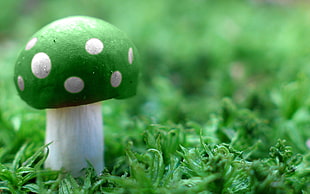 green mushroom on green grass field selective focus photography HD wallpaper