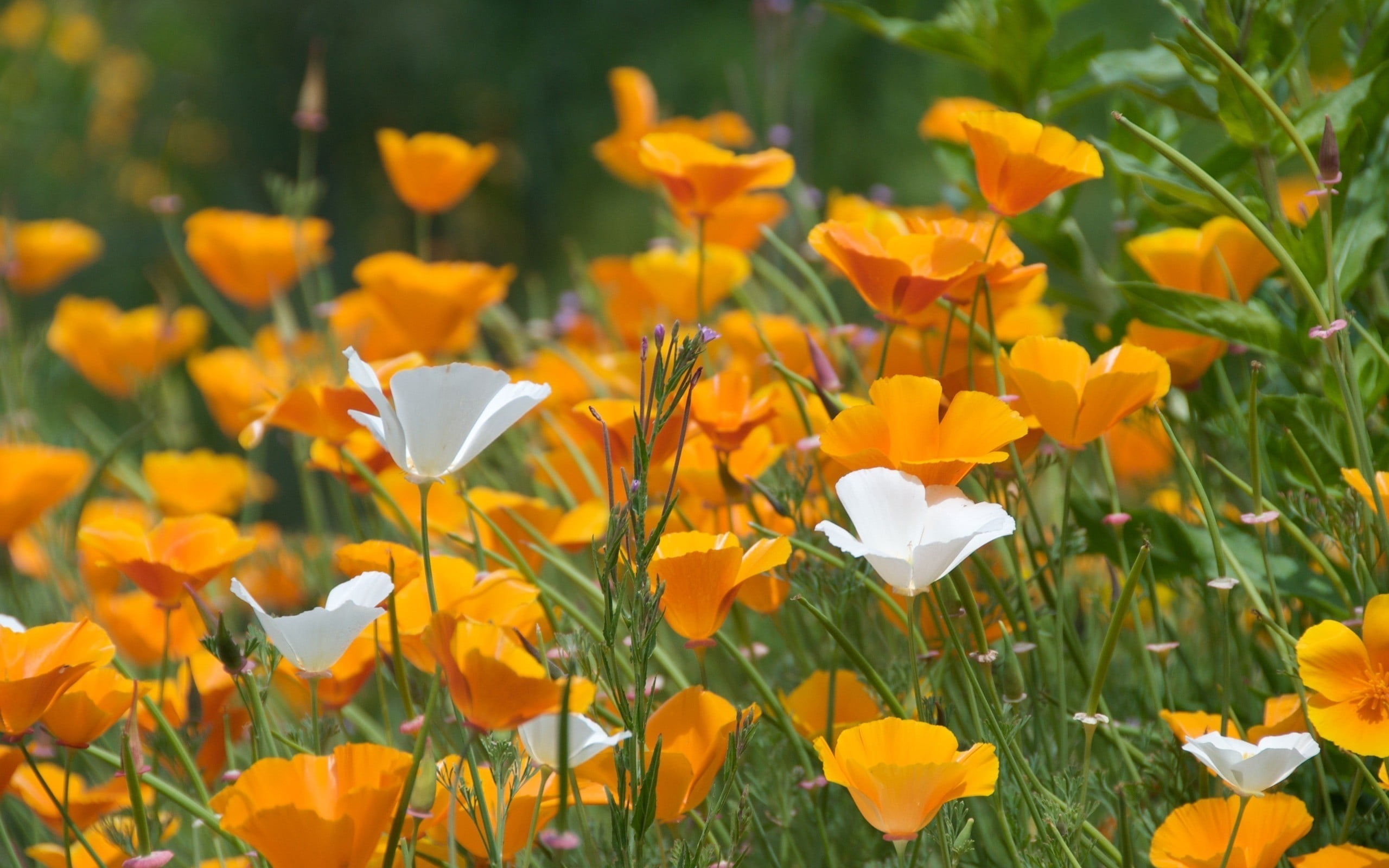 Wallpaper or Background of Yellow California Poppy Blossoms Stock Photo   Image of outdoor wallpaper 173692370