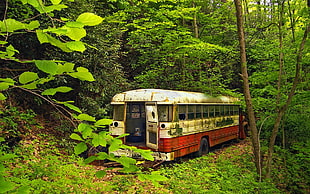white and red bus, nature, trees, forest, buses