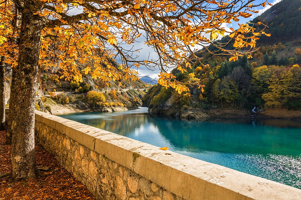 beige leaf tree near river during daytime photo HD wallpaper