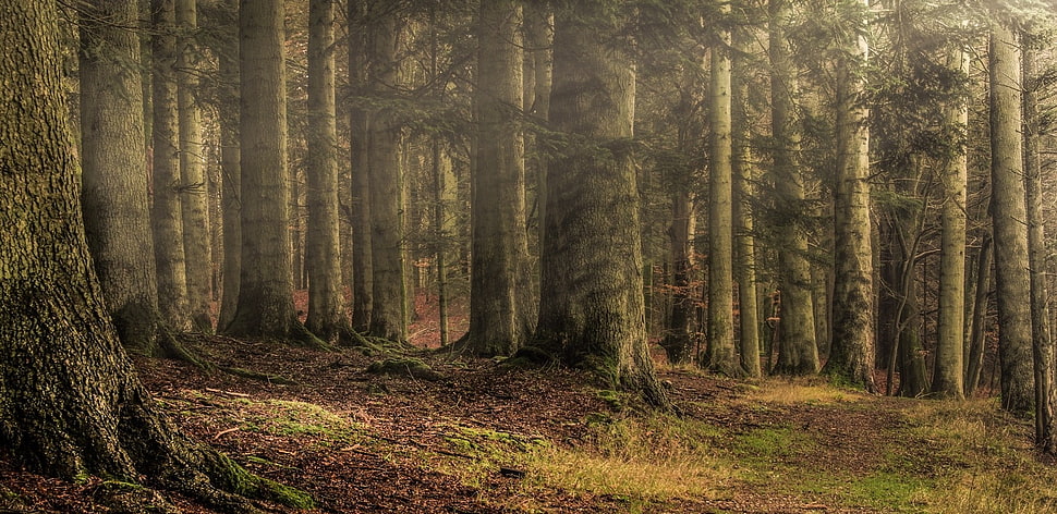 forest digital wallpaper, forest, sunlight, sun rays, grass HD wallpaper