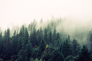 pine forest, landscape, mist, pine trees HD wallpaper