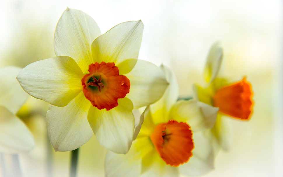 yellow-and-orange Daffodils closeup photography HD wallpaper