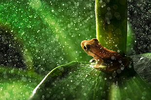 closeup photography of brown frog on green leaf plant