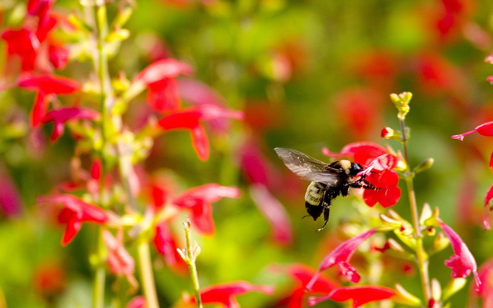 Carpenter bee on red petaled flower HD wallpaper