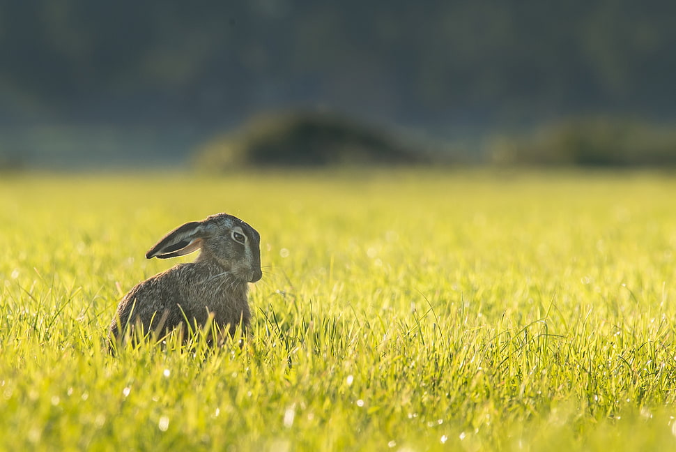 grey rabbit on grass field HD wallpaper