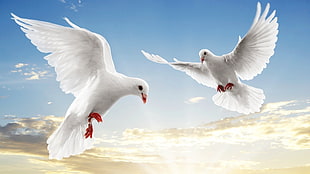two white doves HD wallpaper