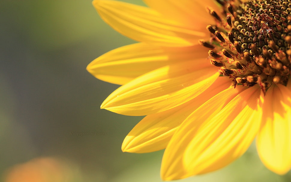 sunflower macro shot HD wallpaper