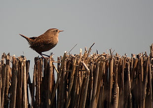 brown bird perched on brown sticks, wren