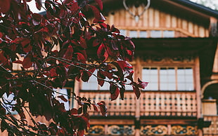 red leafed plant, Tree, House, Leaves