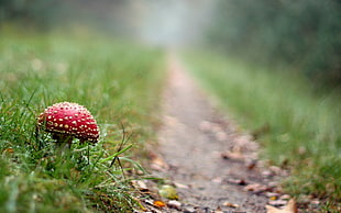 tilt shift photography of red mushroom