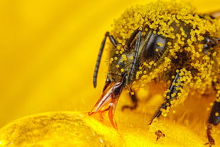 bee on flower, macro, insect, hymenoptera, pollen HD wallpaper