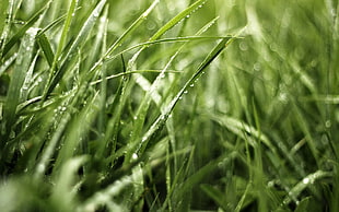 macro shot of green grass during day time HD wallpaper