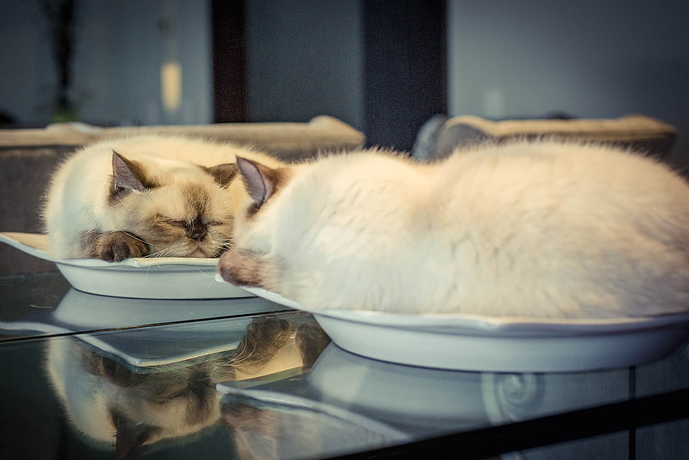 white cat, cat, mirror, reflection, relaxing HD wallpaper
