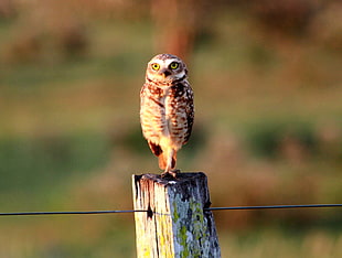selective focus brown owl on gray log, burrowing owl, athene cunicularia, brazil, pantanal, brazilian HD wallpaper
