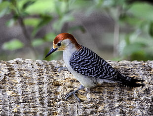 black and brown Woodpecker, red-bellied woodpecker