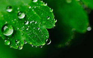 selective focus on green leaf with water dew