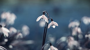 selective focus photography of white snowdrop flower HD wallpaper