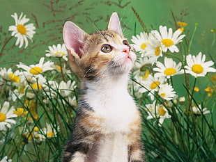 cat and white petaled flowers