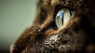 focus photo of cat eye, animals, cat, eyes
