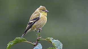 brown and black bird on brown branch, american goldfinch