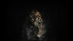 brown tiger wallpaper