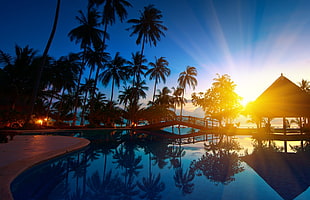silhouette photo of coconut trees near swimming pool HD wallpaper