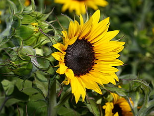 yellow sunflower blooms