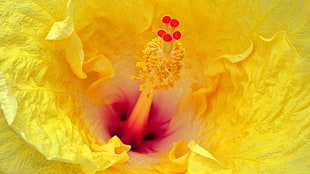 macro photography of yellow hibiscus pistil HD wallpaper