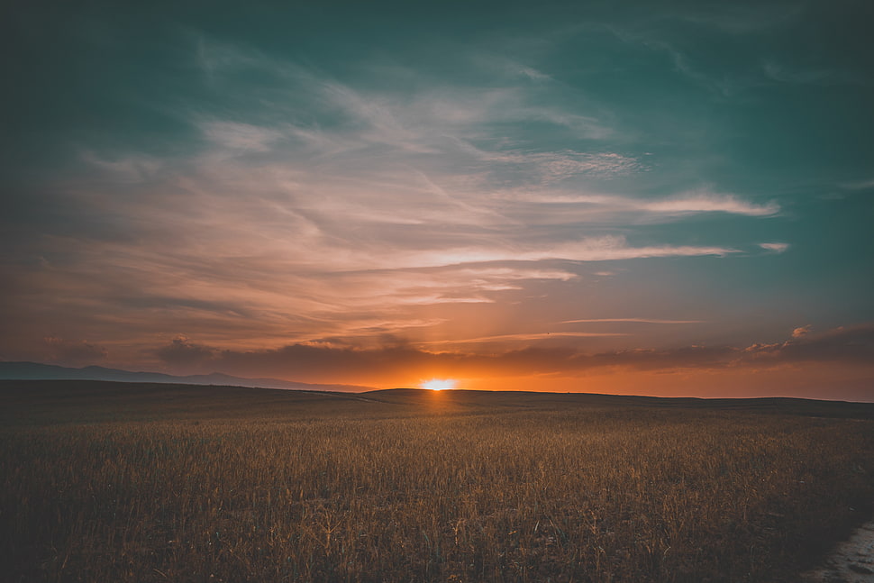 brown field at sunset HD wallpaper