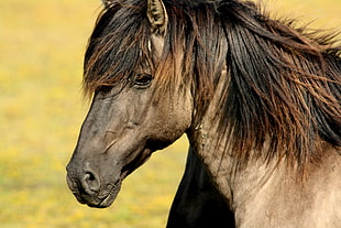 photo of brown horse