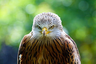 closeup photo of brown and white eagle