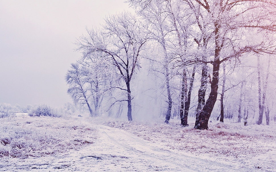 white snow in tree photography HD wallpaper