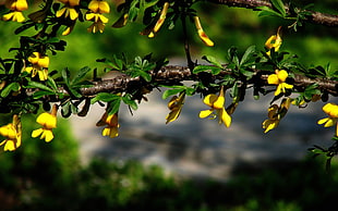 yellow and red petaled flowers, nature, yellow flowers, flowers, branch
