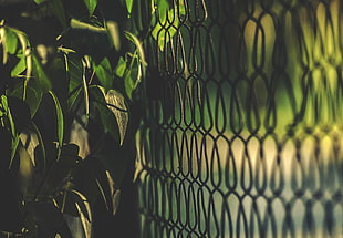 green plants beside gray wire photo HD wallpaper