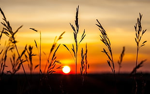 golden hour photography of wheat field, nature, landscape, sunset, sunlight HD wallpaper