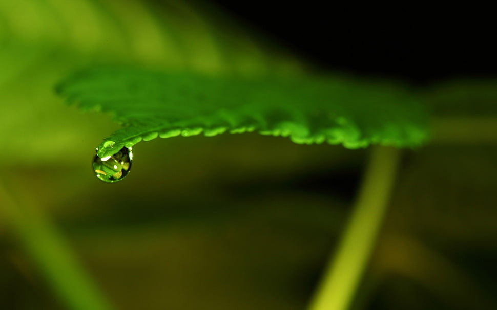 green leave plant HD wallpaper
