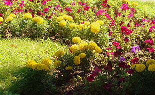 yellow and pink petaled flowers garden