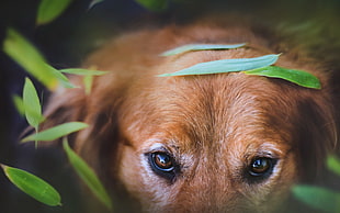 close-up photo of short-coated brown dog