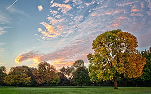 green leafed tree, landscape, nature, sky, clouds